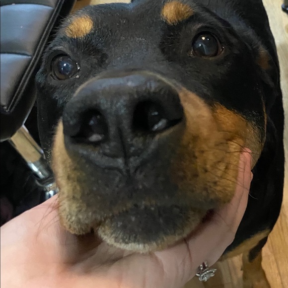 Meet your Posher, Desirée - Picture 4 of 8